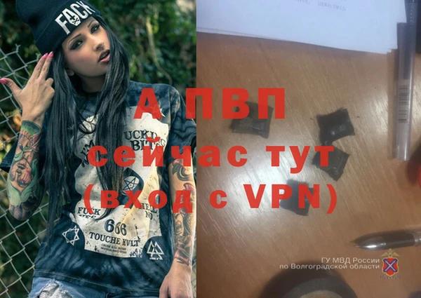 стаф Белокуриха